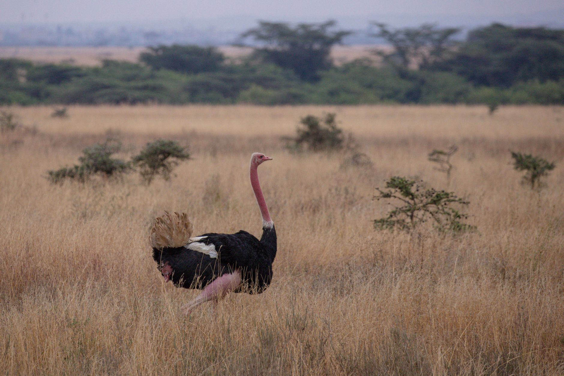 Where to Stay in Ol Pejeta: Camps and Lodges Compared -- Photo by Twilight Kenya on Pexels