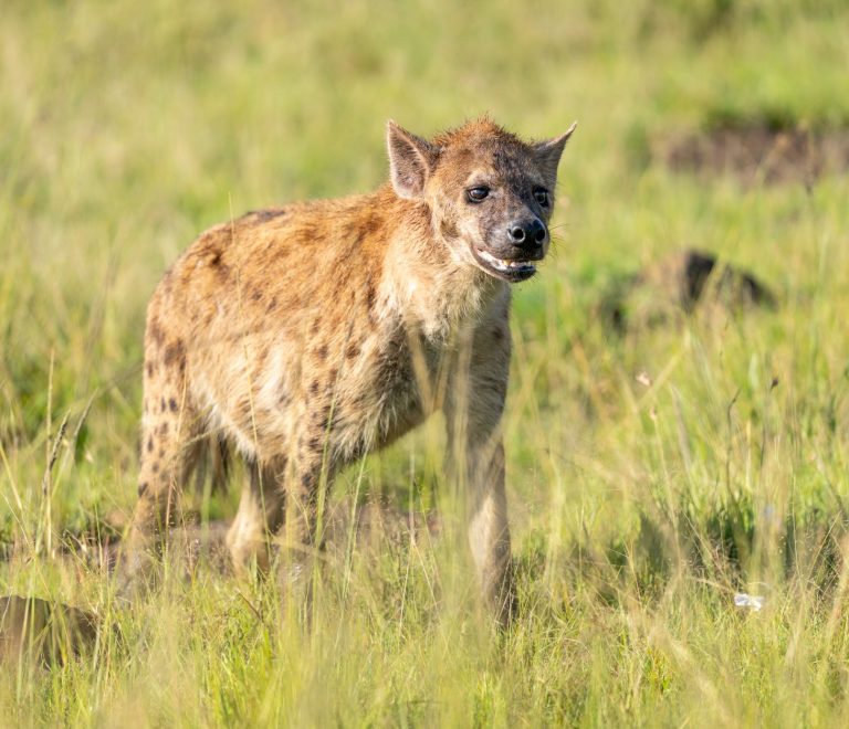 TouringInsights Kenya Safari Planning for Hausa Speakers -- Photo by Hugo Sykes on Pexels