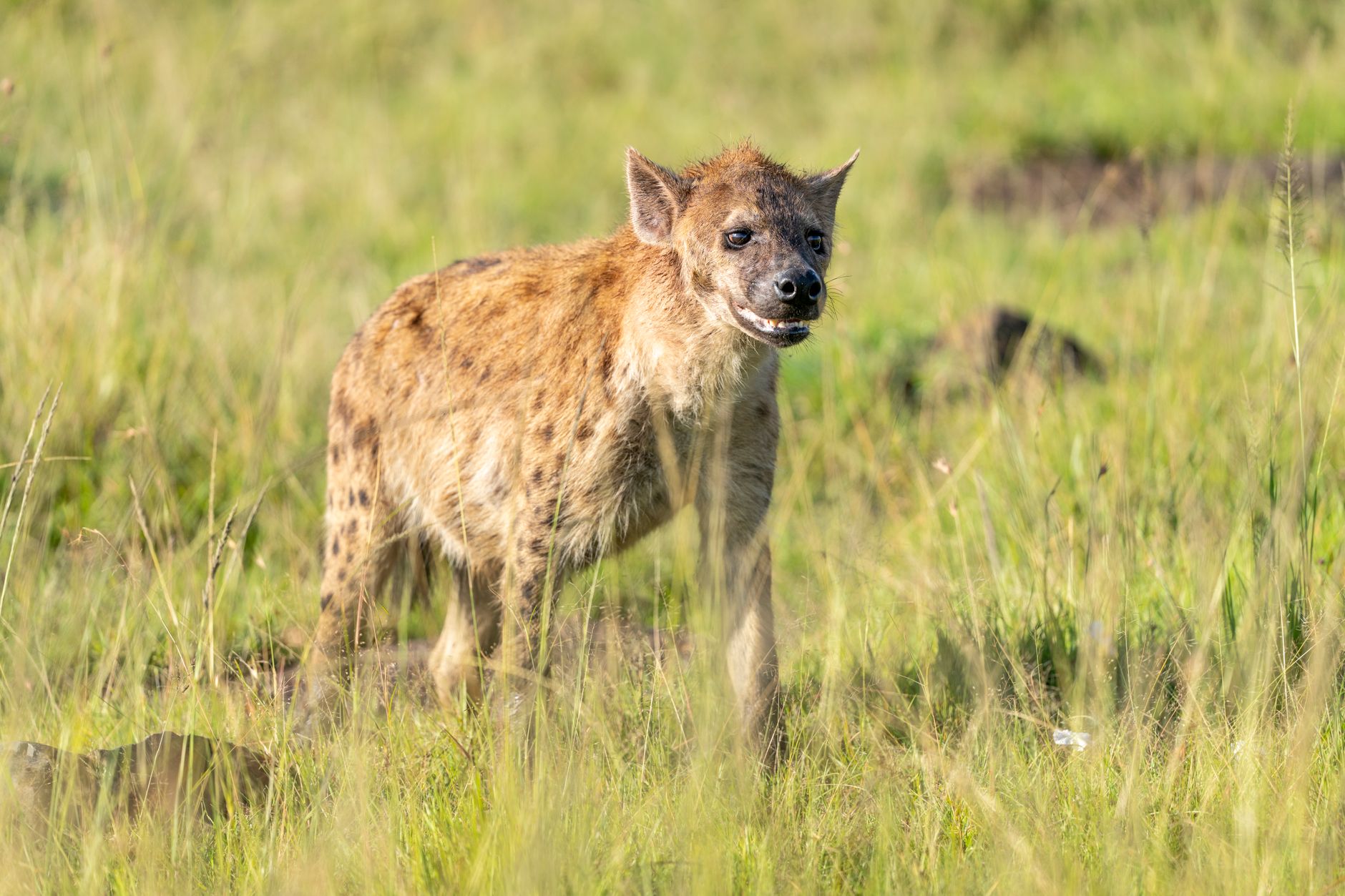 TouringInsights Kenya Safari Planning for Hausa Speakers -- Photo by Hugo Sykes on Pexels
