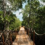 Kilifi Creek: Mangroves, Dhow Trips and Local Tips -- Photo by Nizar F on Pexels