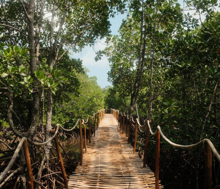 Kilifi Creek: Mangroves, Dhow Trips and Local Tips -- Photo by Nizar F on Pexels