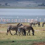 Where to Stay in Lake Nakuru: Camps and Lodges Compared -- Photo by Kilinge Adventures on Pexels