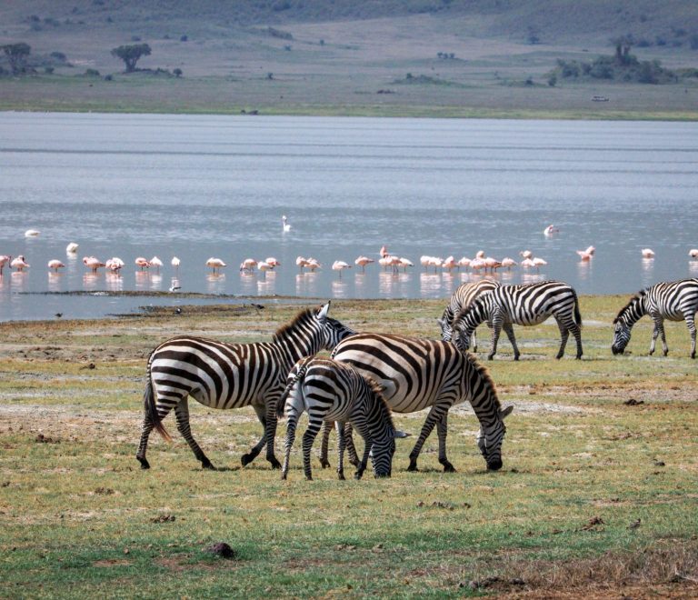 Where to Stay in Lake Nakuru: Camps and Lodges Compared -- Photo by Kilinge Adventures on Pexels