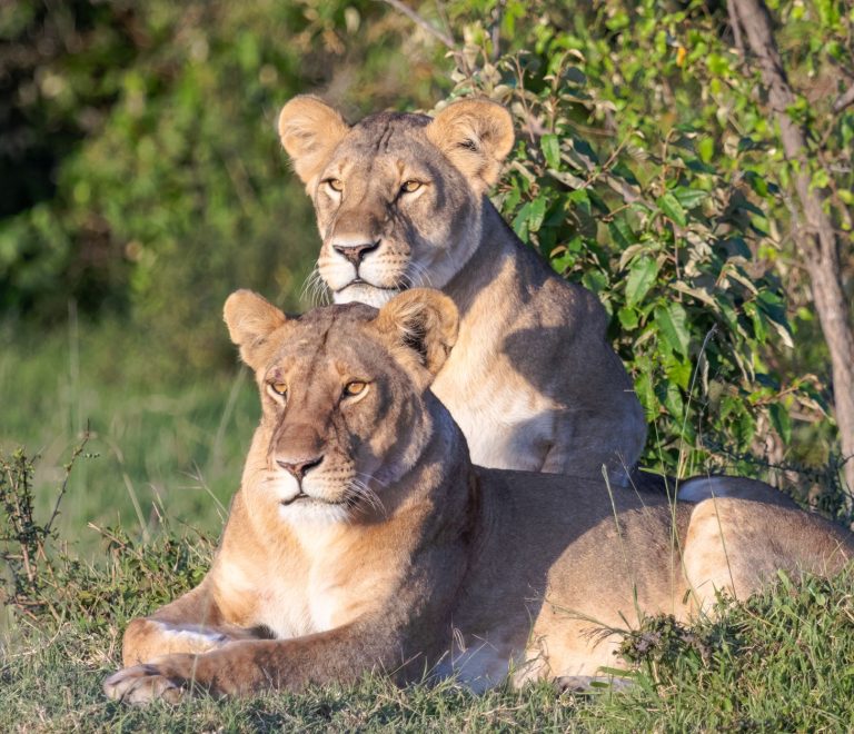 Kenya Safari Planning for Czech Speakers: Costs, eTA, Parks -- Photo by Mr Sketch on Pexels