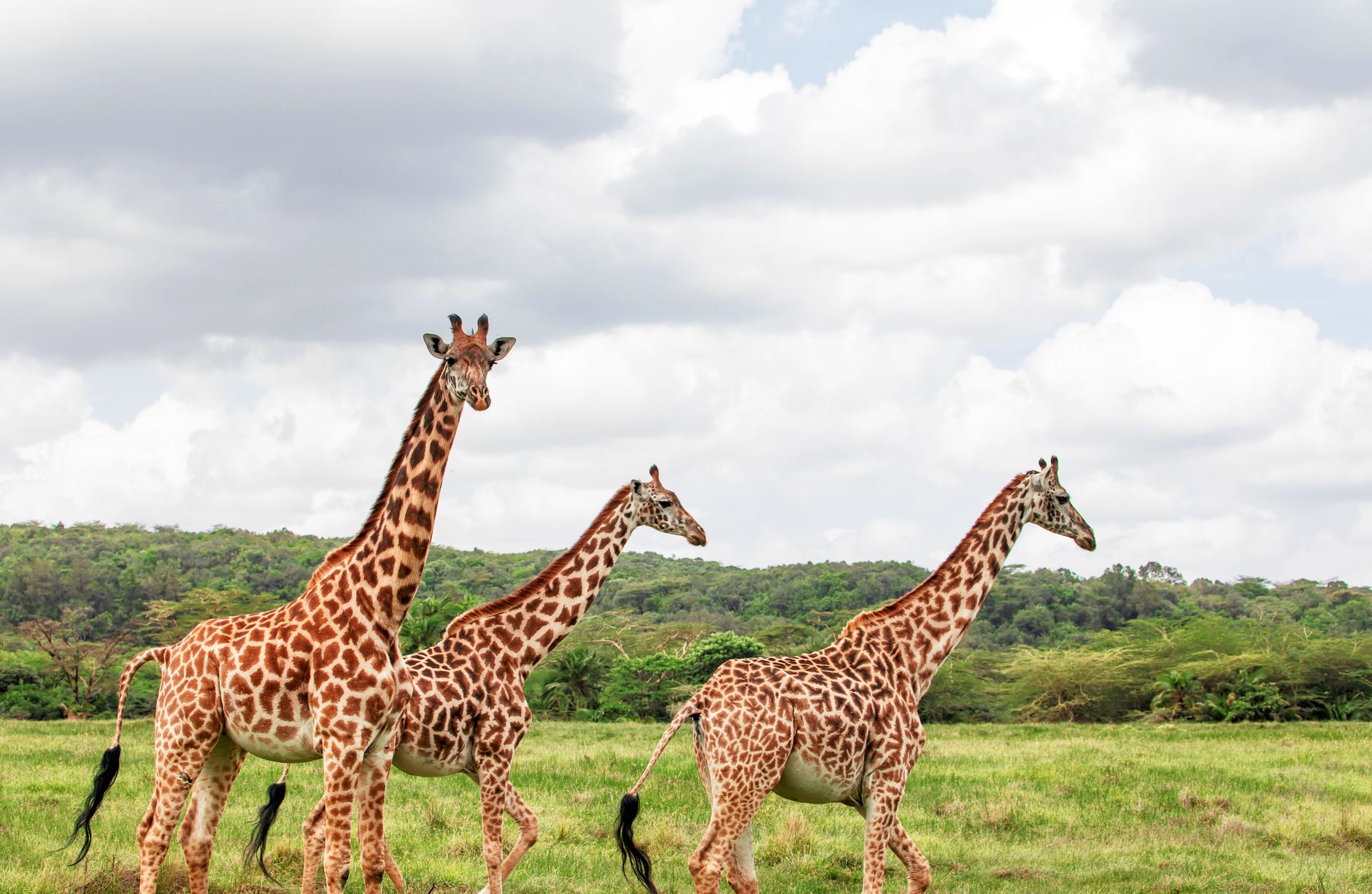 Kenya Safari Packing and Health Tips for Sindhi Speakers -- Photo by sylvia mtenga on Pexels