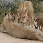 Tsavo Maneless Lions Guide: Why They Have No Mane -- Photo by Derek Keats on Pexels