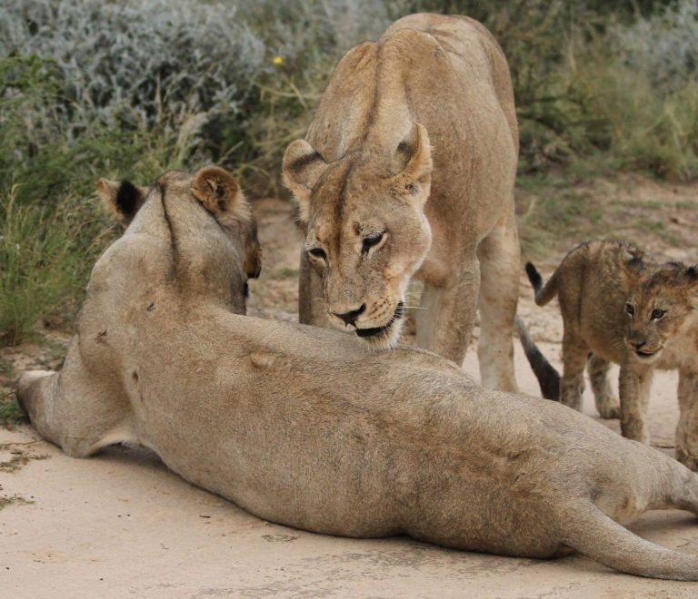 Tsavo Maneless Lions Guide: Why They Have No Mane -- Photo by Derek Keats on Pexels