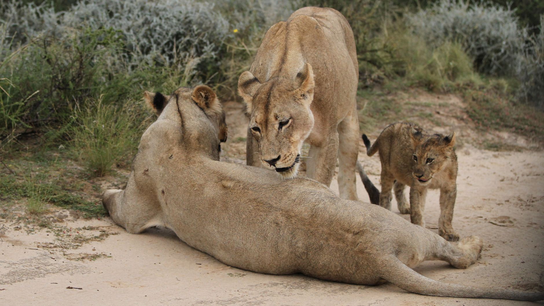 Tsavo Maneless Lions Guide: Why They Have No Mane -- Photo by Derek Keats on Pexels