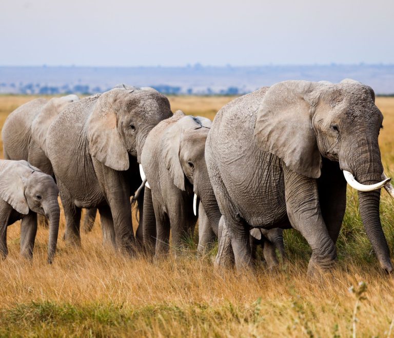 Amboseli versus Tsavo family safari: 7 Key Choices -- Photo by Fali Poncha on Pexels