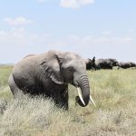 Kenya Safari Planning for Polish Speakers | TouringInsights -- Photo by Lucie Burlet on Pexels