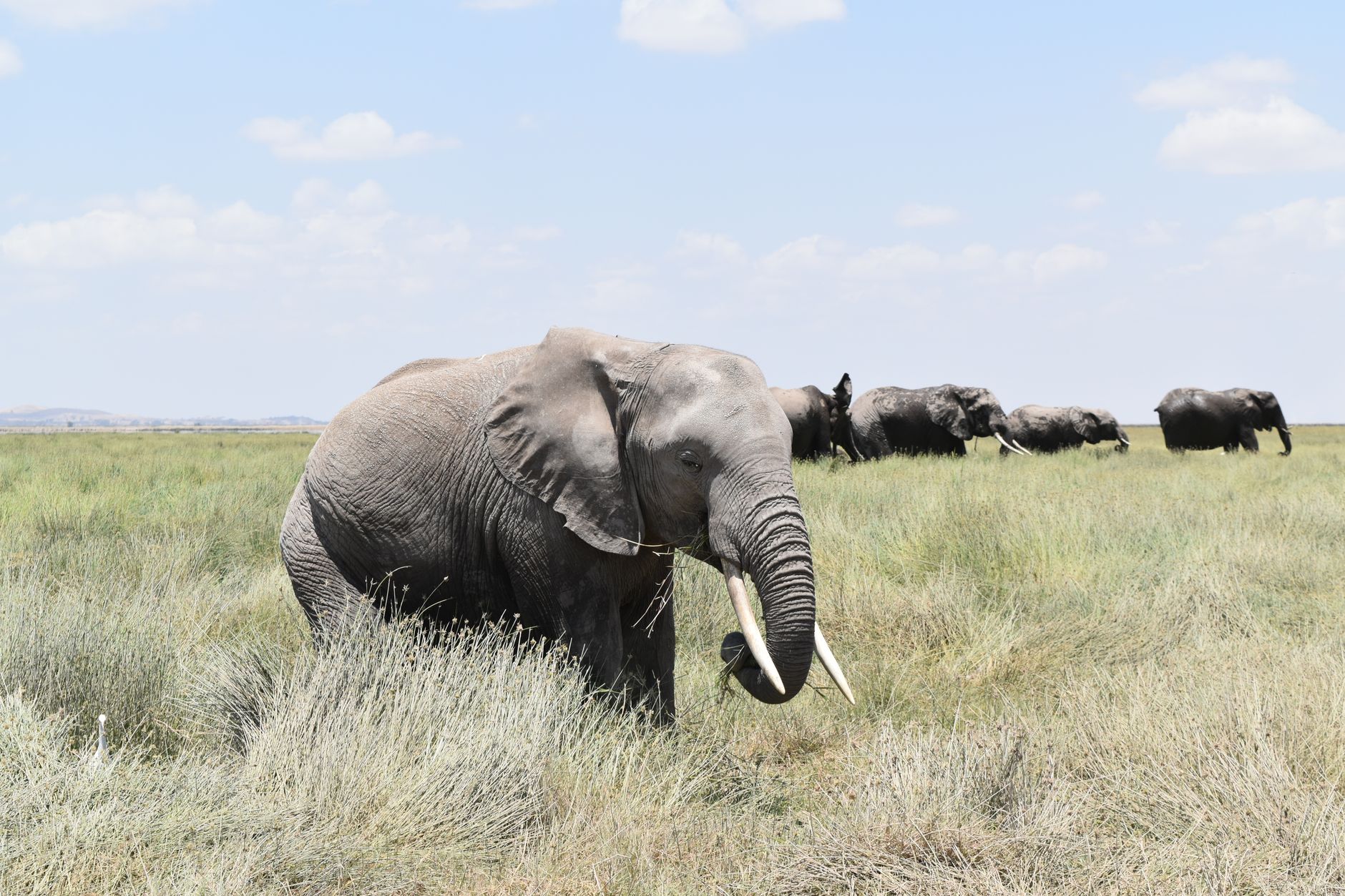 Kenya Safari Planning for Polish Speakers | TouringInsights -- Photo by Lucie Burlet on Pexels