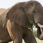 Kenya Safari Does Rain Cancel Flights: What to Expect -- Photo by Josef Spang on Pexels
