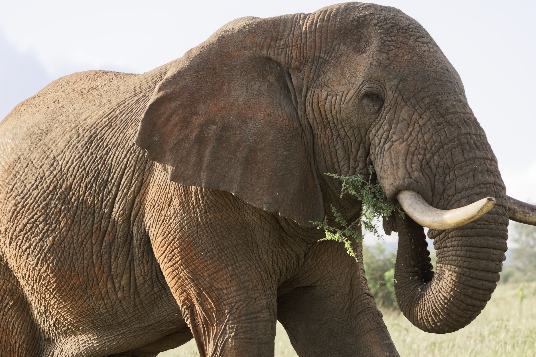 Kenya Safari Does Rain Cancel Flights: What to Expect -- Photo by Josef Spang on Pexels