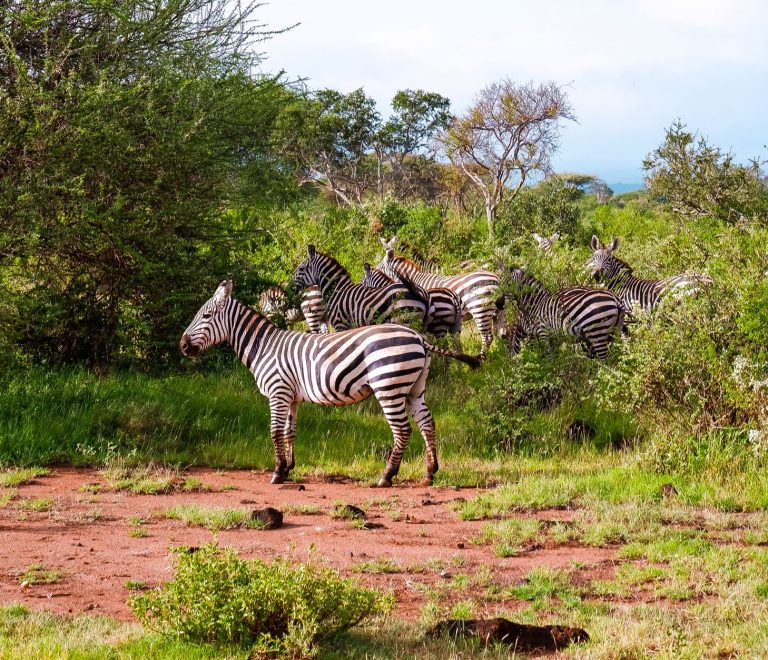 Kenya Safari Packing List for German Speakers: 15 Must-Haves -- Photo by Flavio Vallone on Pexels