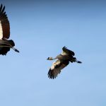Lake Nakuru Safari for Photographers: 7 Pro Tips -- Photo by Hugo Sykes on Pexels