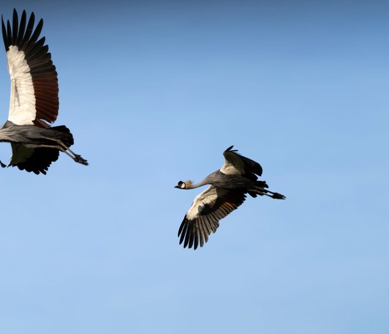Lake Nakuru Safari for Photographers: 7 Pro Tips -- Photo by Hugo Sykes on Pexels