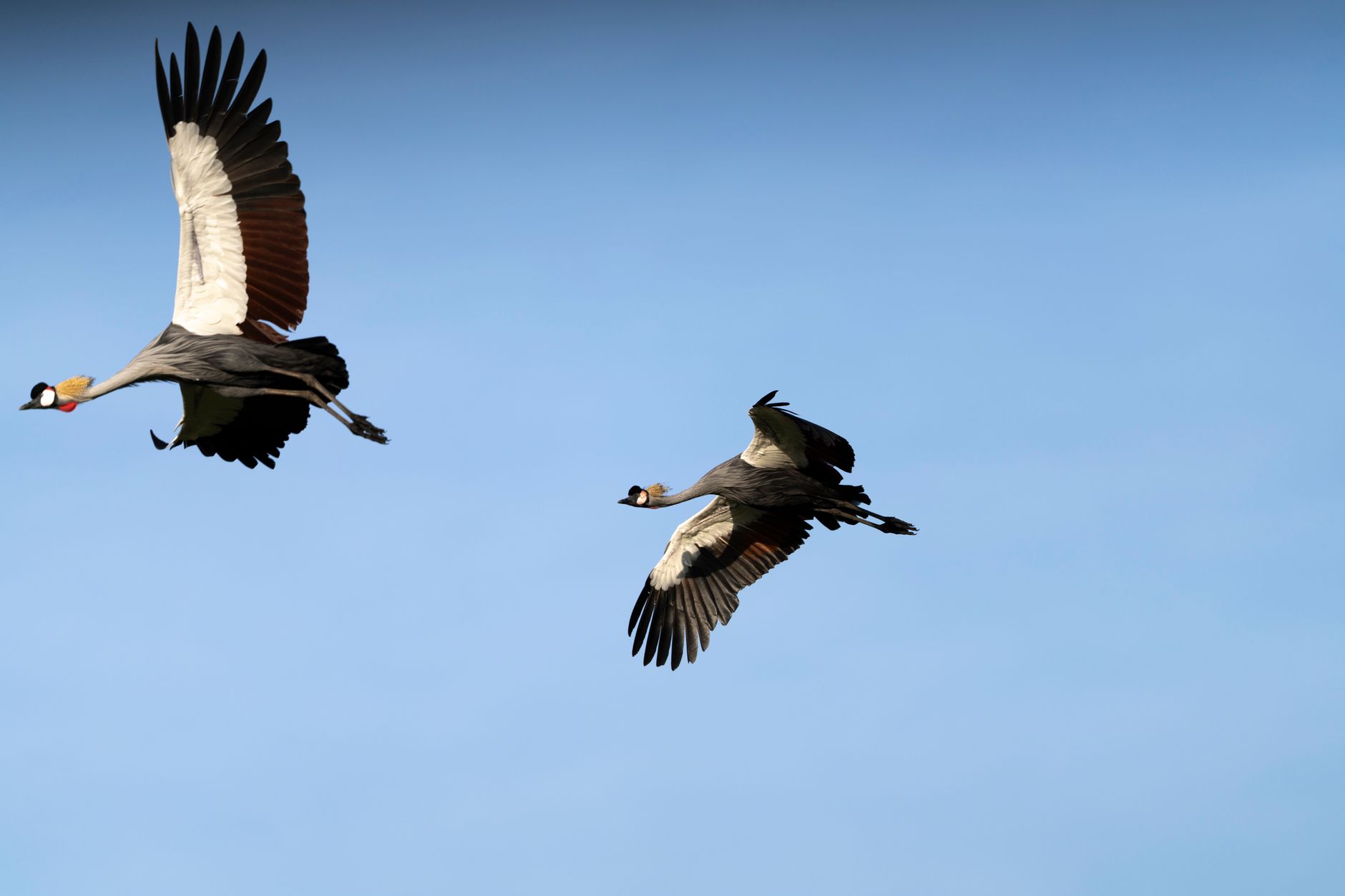 Lake Nakuru Safari for Photographers: 7 Pro Tips -- Photo by Hugo Sykes on Pexels