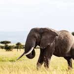 Kenya Safari for Japanese-Speaking Honeymoon Couples -- Photo by Mr Sketch on Pexels