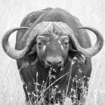 Big Five Safari Guide for Lithuanian Speakers -- Photo by Martyn Gomersall on Pexels