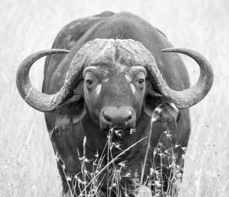 Big Five Safari Guide for Lithuanian Speakers -- Photo by Martyn Gomersall on Pexels