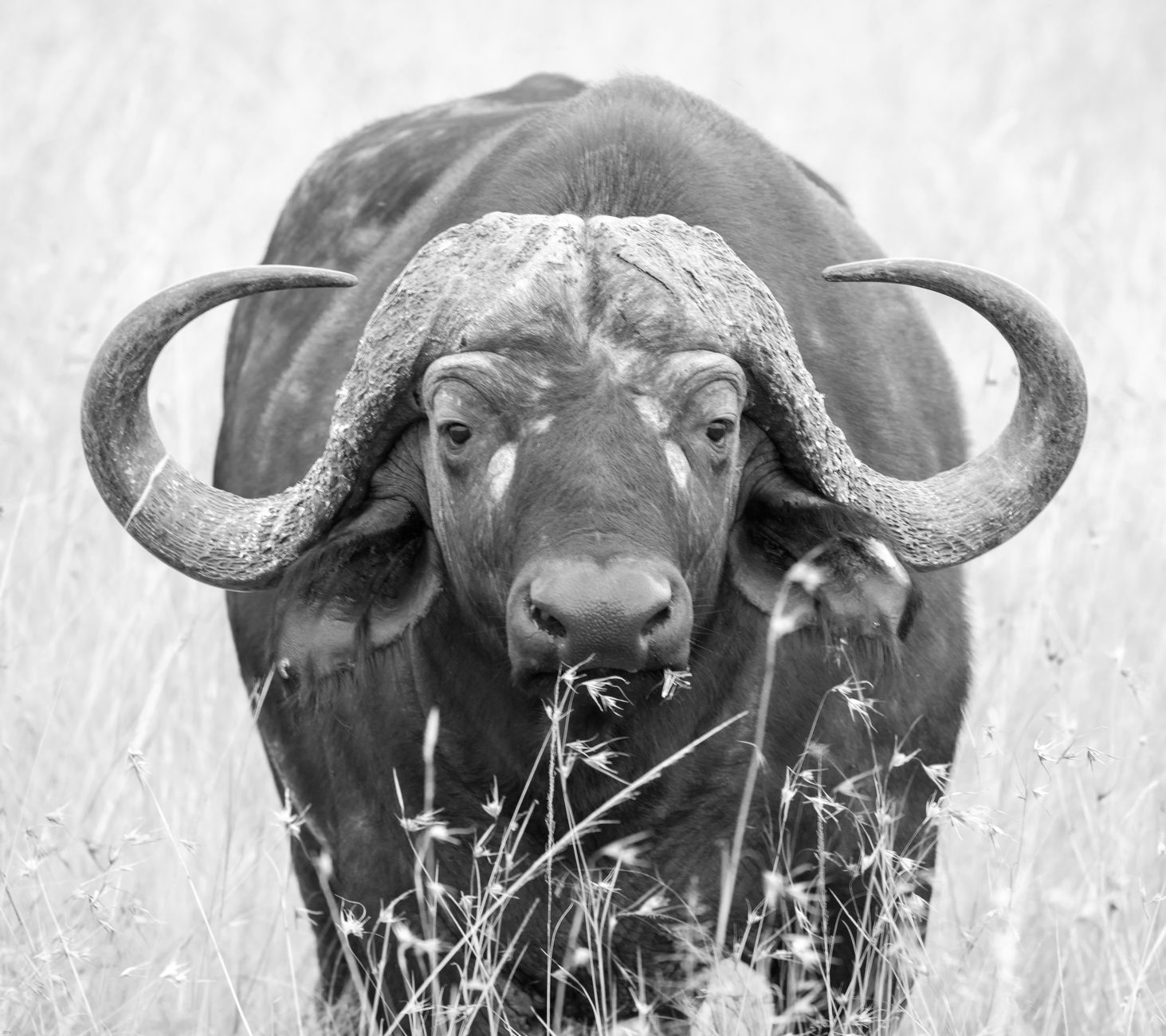 Big Five Safari Guide for Lithuanian Speakers -- Photo by Martyn Gomersall on Pexels