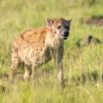 Can You Charge Cameras on Safari? 7 Power Tips -- Photo by Hugo Sykes on Pexels