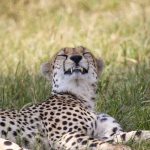 Masai Mara Safari Can I Use a Drone: Rules and Permits -- Photo by Mr Sketch on Pexels