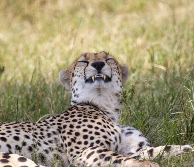 Masai Mara Safari Can I Use a Drone: Rules and Permits -- Photo by Mr Sketch on Pexels