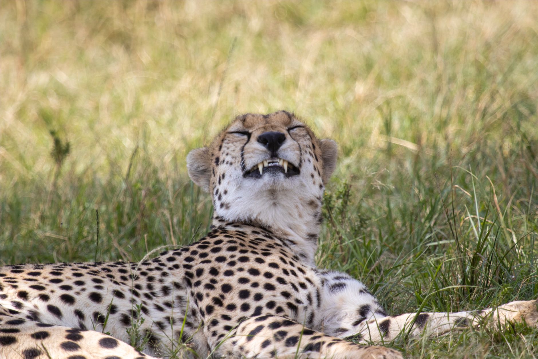 Masai Mara Safari Can I Use a Drone: Rules and Permits -- Photo by Mr Sketch on Pexels