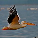 When Is the Best Time to Visit Lake Nakuru: Best Months -- Photo by Sanjeed Quazi on Pexels