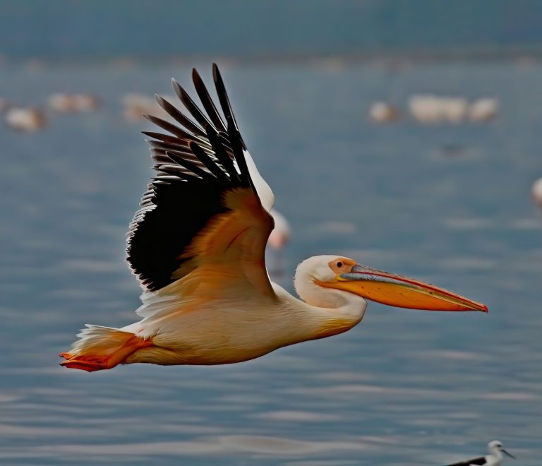 When Is the Best Time to Visit Lake Nakuru: Best Months -- Photo by Sanjeed Quazi on Pexels