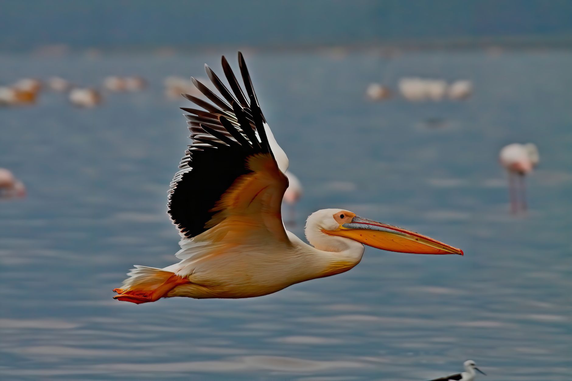 When Is the Best Time to Visit Lake Nakuru: Best Months -- Photo by Sanjeed Quazi on Pexels