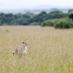 Kenya Safari Parks for Cheetah Cubs: Where to See Them -- Photo by Hugo Sykes on Pexels