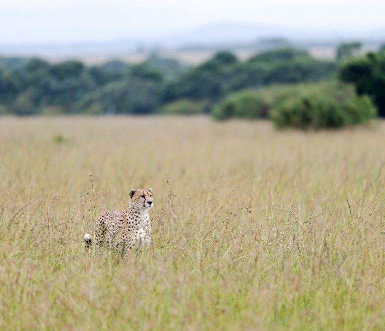 Kenya Safari Parks for Cheetah Cubs: Where to See Them -- Photo by Hugo Sykes on Pexels