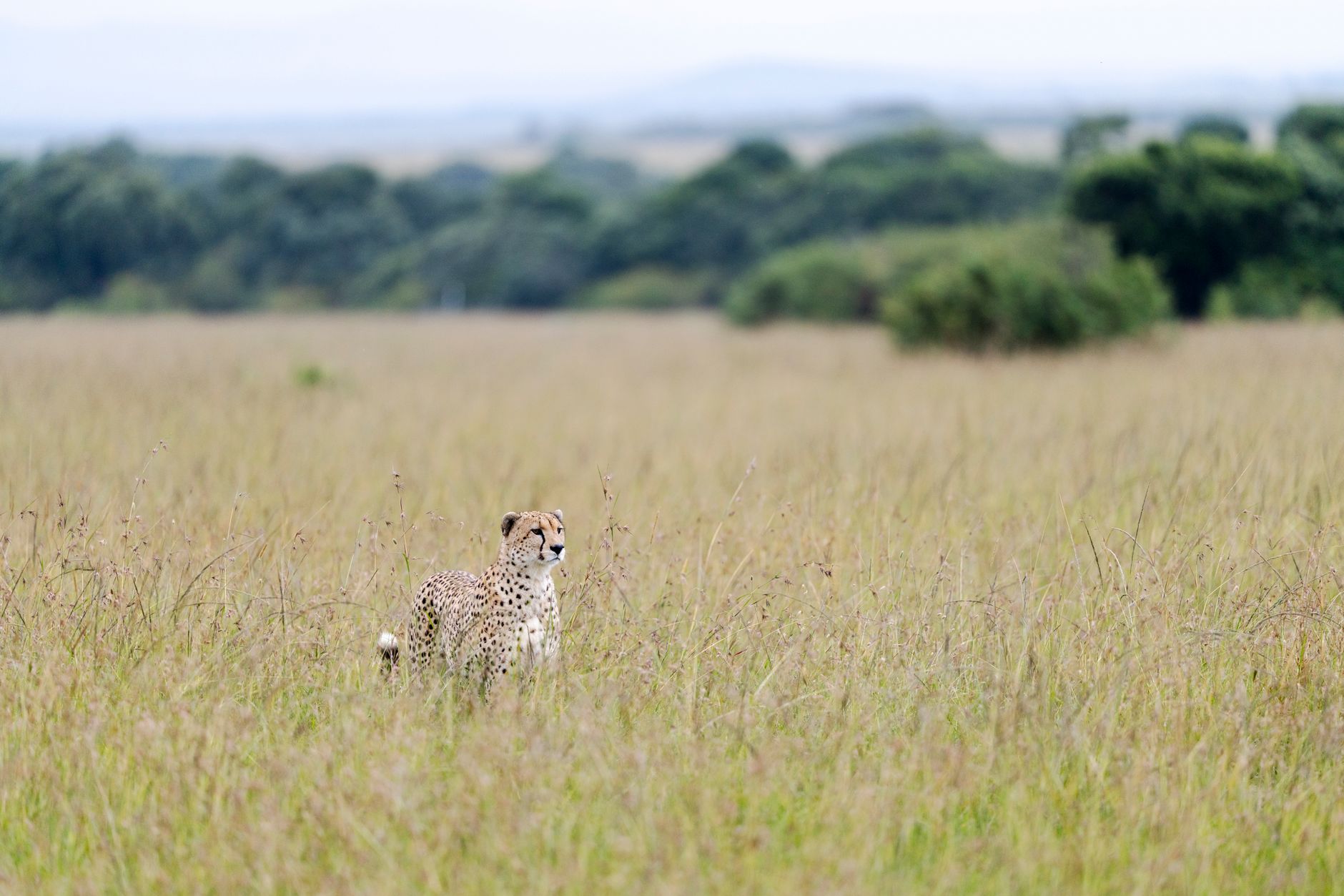 Kenya Safari Parks for Cheetah Cubs: Where to See Them -- Photo by Hugo Sykes on Pexels