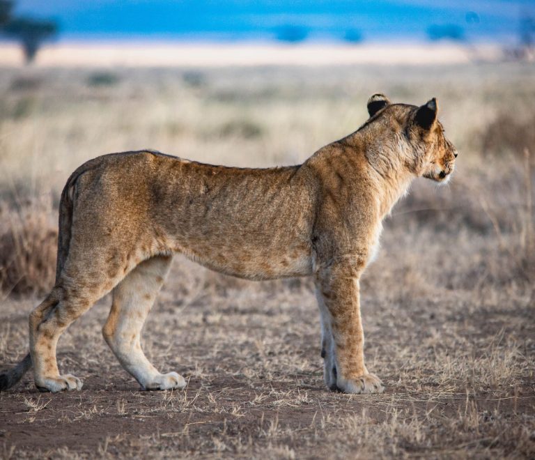 Masai Mara Travel Guide for Kurdish Speakers -- Photo by Silvano Ernest on Pexels