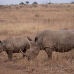 Is Kenya Safari Safe During Rain: 7 Safety Tips -- Photo by Twilight Kenya on Pexels