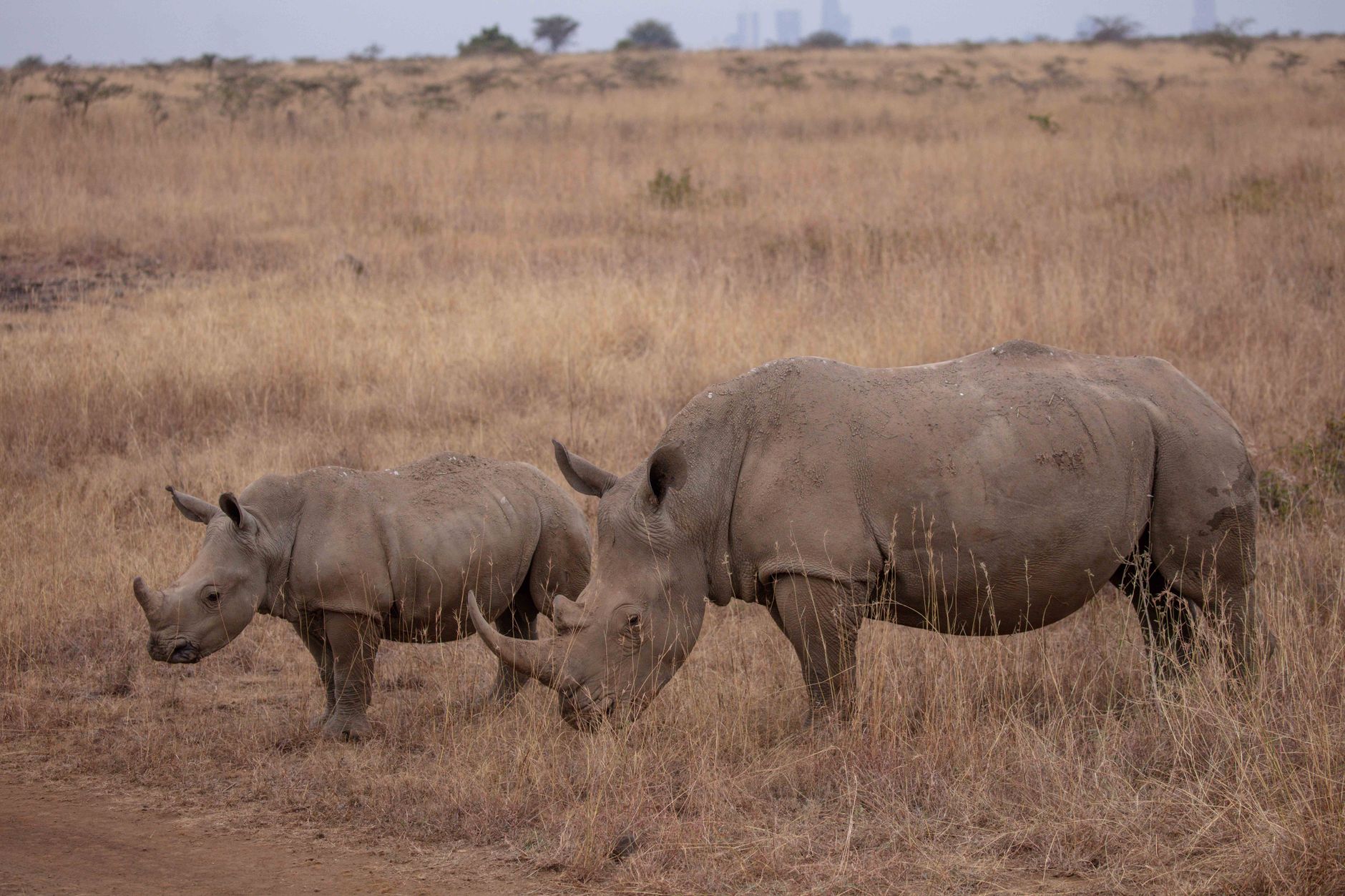Is Kenya Safari Safe During Rain: 7 Safety Tips -- Photo by Twilight Kenya on Pexels