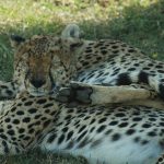 Kenya Safari for Older Couples: Comfort, Pace, Routes -- Photo by Philipp Schwarz on Pexels