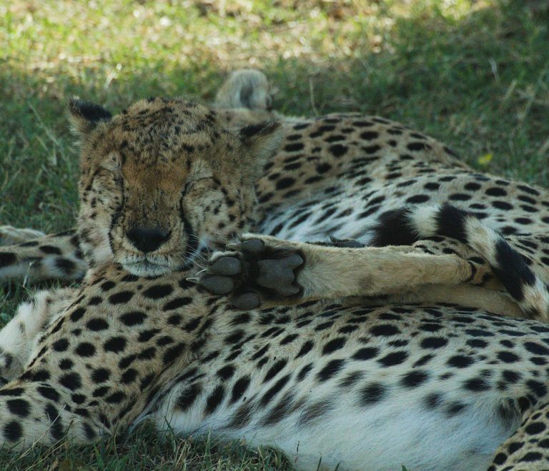 Kenya Safari for Older Couples: Comfort, Pace, Routes -- Photo by Philipp Schwarz on Pexels