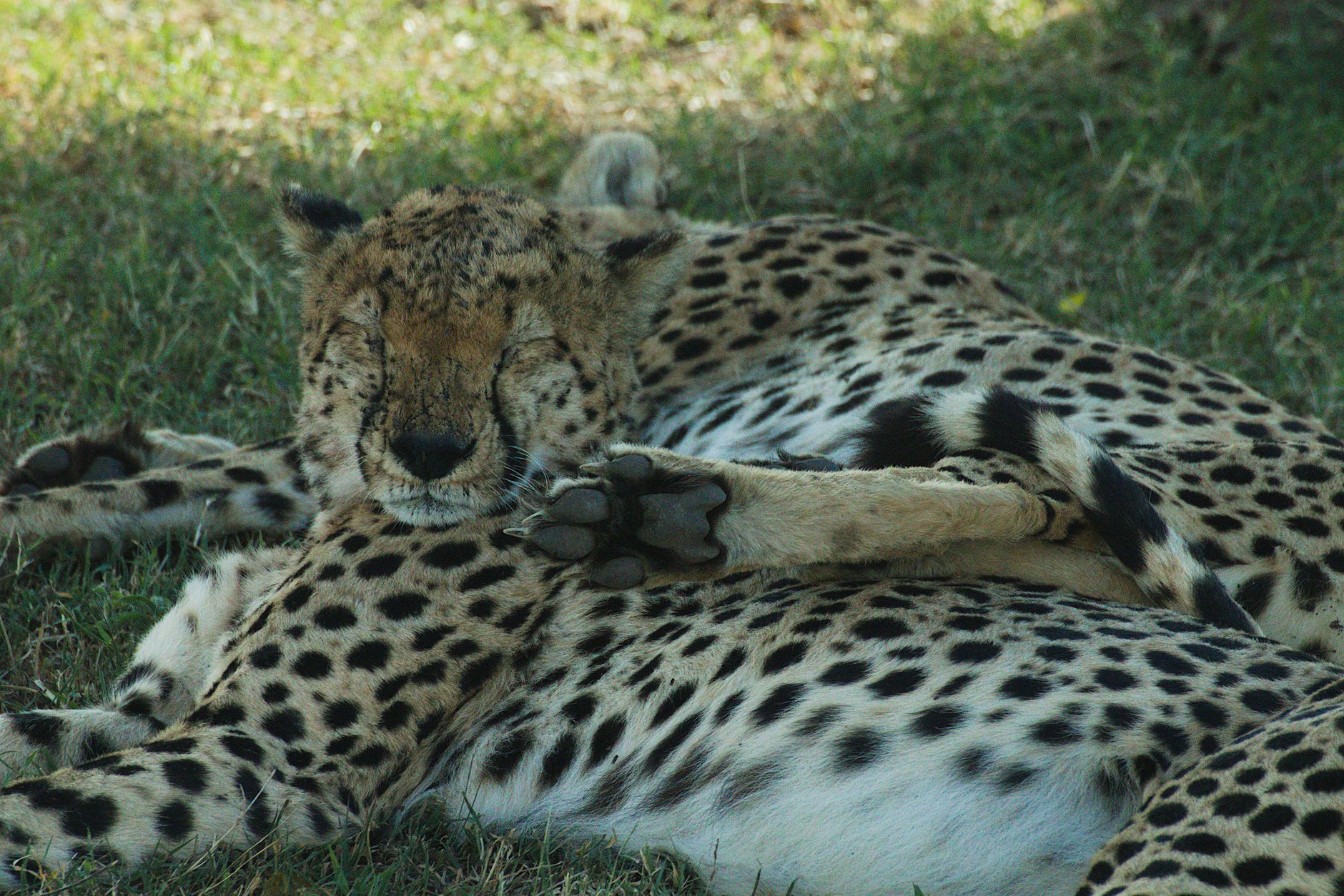 Kenya Safari for Older Couples: Comfort, Pace, Routes -- Photo by Philipp Schwarz on Pexels