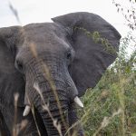 How Do You Avoid Vehicle Queues on a Kenya Wildlife Safari? -- Photo by Mr Sketch on Pexels