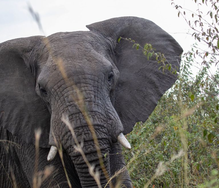 How Do You Avoid Vehicle Queues on a Kenya Wildlife Safari? -- Photo by Mr Sketch on Pexels