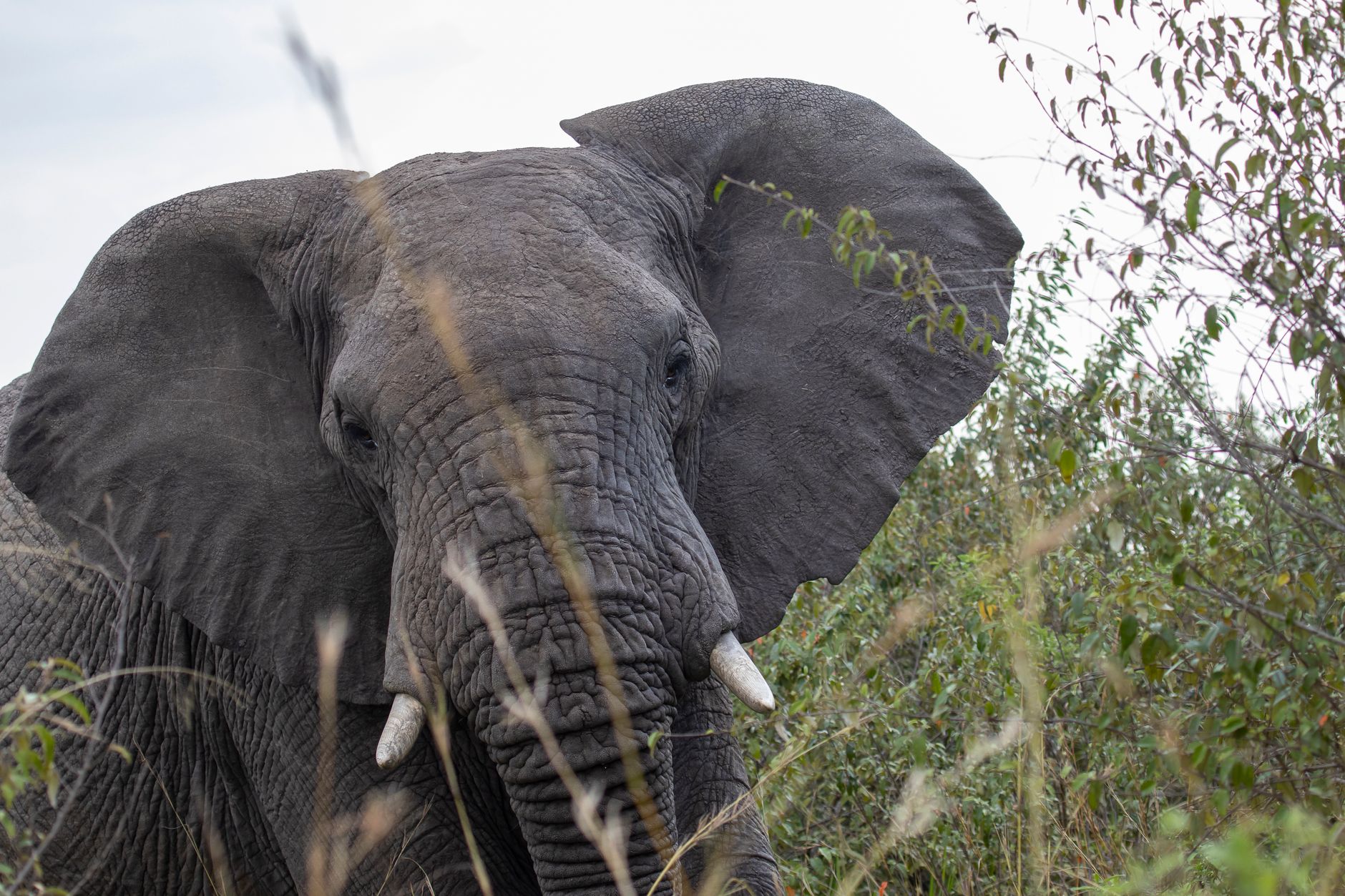 How Do You Avoid Vehicle Queues on a Kenya Wildlife Safari? -- Photo by Mr Sketch on Pexels