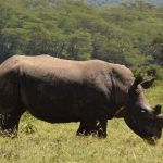 How Many Days Do You Need in Ol Pejeta? Honest Guide -- Photo by John Mburu on Pexels