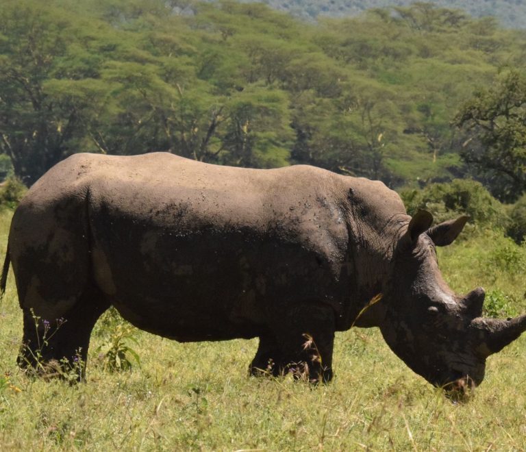 How Many Days Do You Need in Ol Pejeta? Honest Guide -- Photo by John Mburu on Pexels