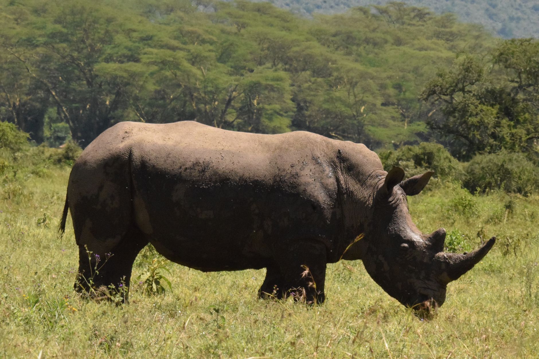 How Many Days Do You Need in Ol Pejeta? Honest Guide -- Photo by John Mburu on Pexels