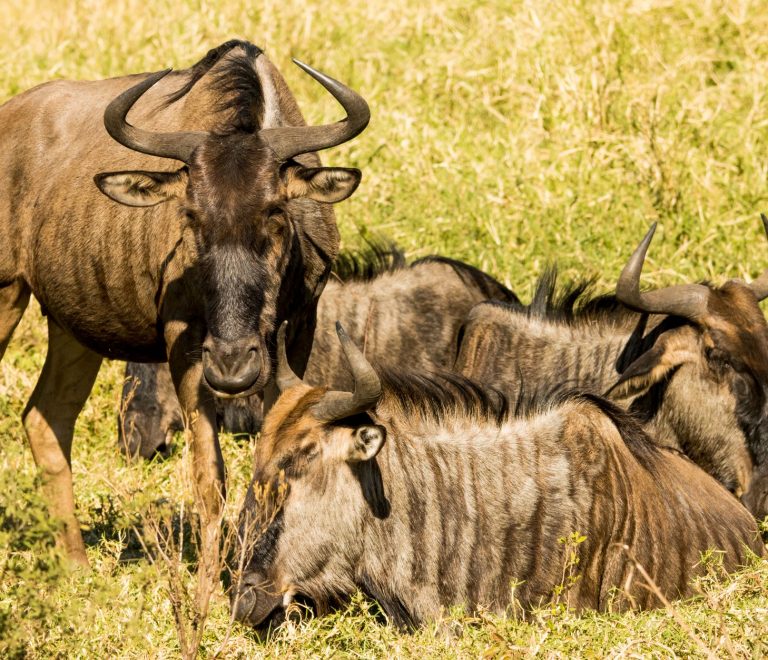 Can You Get a Quiet Room at a Kenya Safari Lodge? 5 Tips -- Photo by Charmain Jansen van Rensburg on Pexels