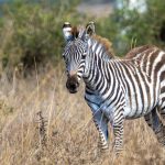LGBTQ Safety Guide for French-Speaking Safari Travelers -- Photo by Mr Sketch on Pexels