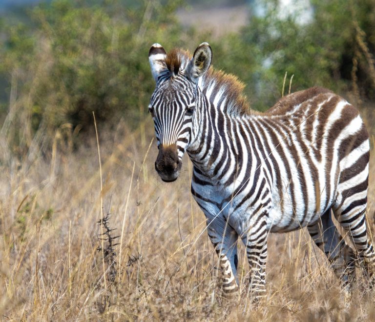 LGBTQ Safety Guide for French-Speaking Safari Travelers -- Photo by Mr Sketch on Pexels